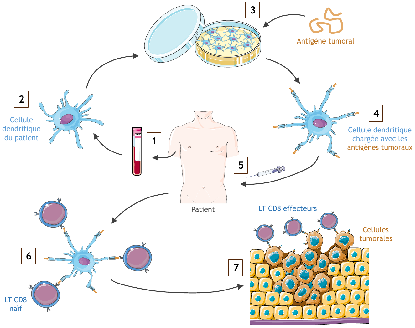 Immunothérapie Et Cancers | Planet-Vie